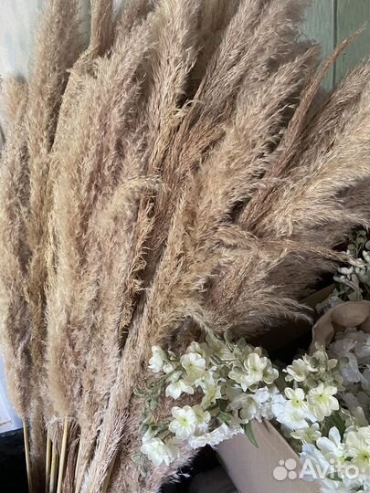 Пампсная трава Зернистый пампас