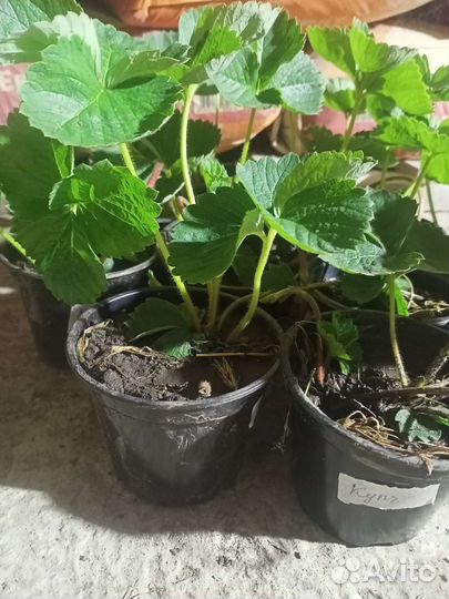 Рассада клубники Дар