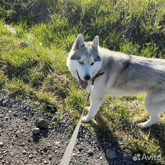 Сибирский хаски в добрые руки