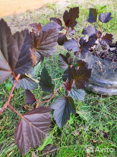 Пузыреплодник калинолистный Диабло