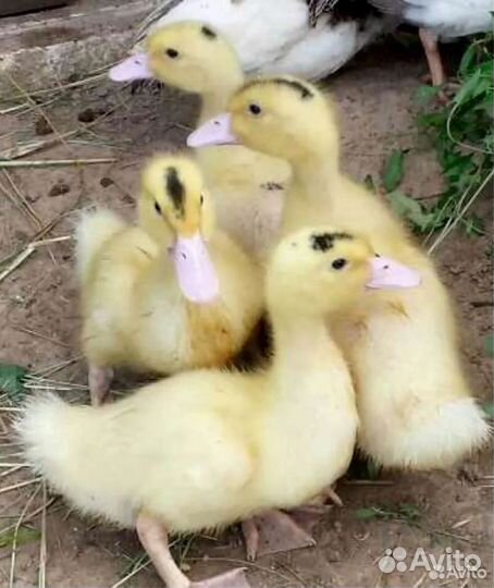 Муларды, утки, гуси, бройлера