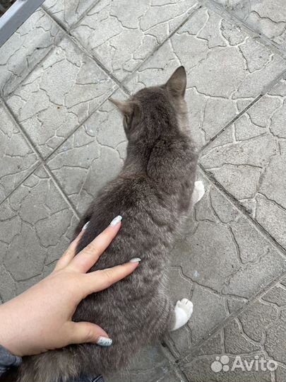 Молодой котик ищет дом