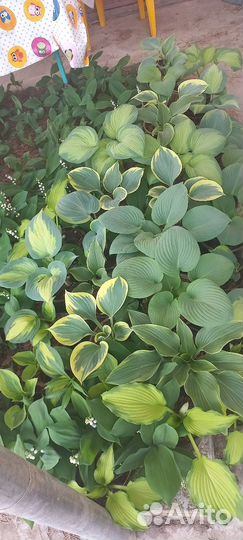 Хоста растение саженцы