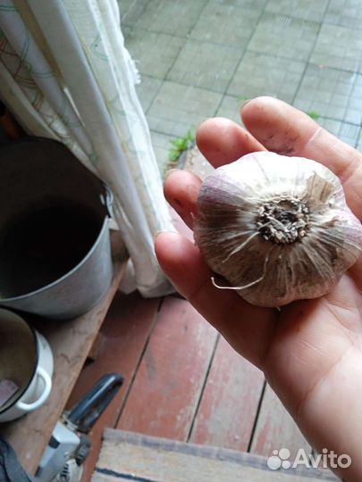 Озимый чеснок домашний