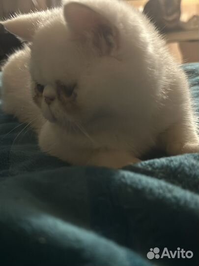 Экзотическая