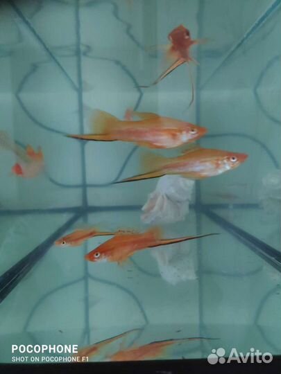 Аквариумные рыбки