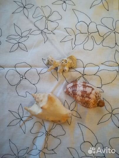 Морские ракушки и коралл