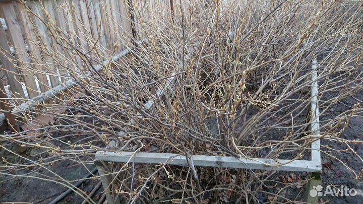 Саженцы чёрной смородины