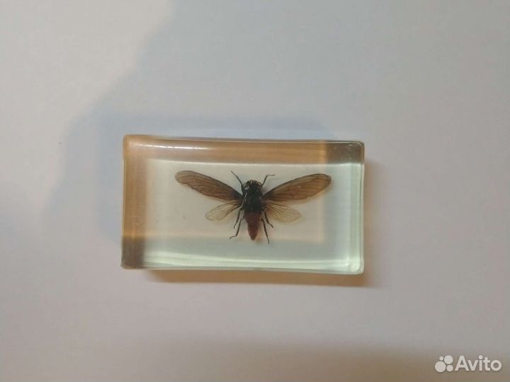 Насекомые в стекле