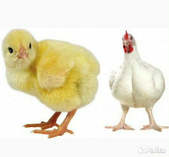 Бройлеры суточные и подрощенные