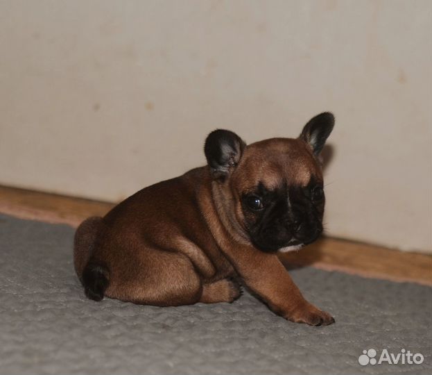 Яркие щенки