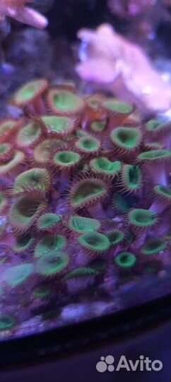 Морские кораллы живые