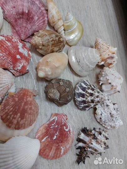 Морские ракушки раковины