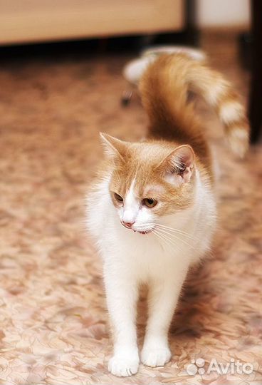 Грей и Рыжий