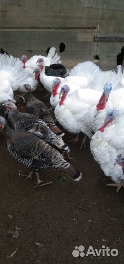 Индюки домашние