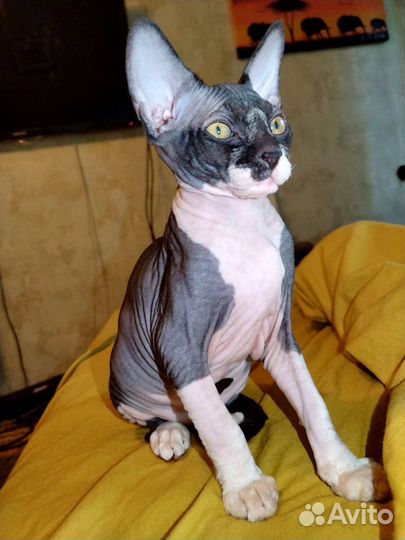 Канадский сфинкс