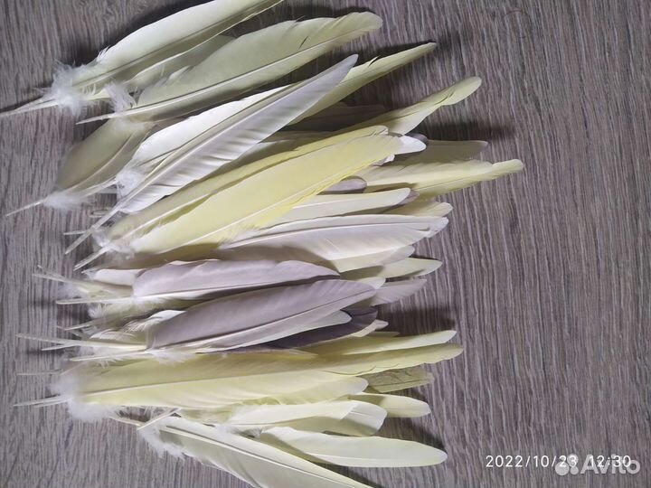 Перо Кореллы для поделок, украшений