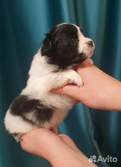 Папийон Девочка