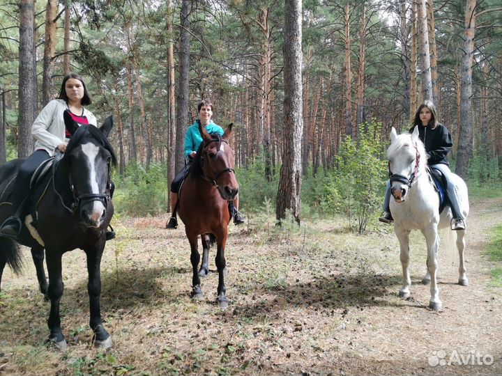 Конные прогулки