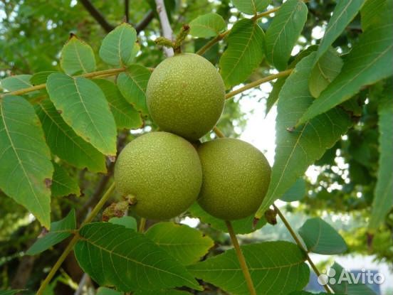 Орех Манчжурский