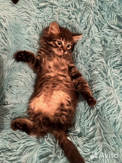 Котята смесь