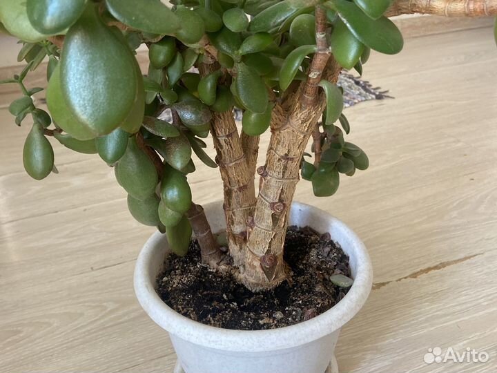 Денежное дерево, Толстянка