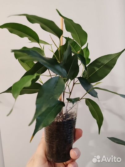 Фикус бенджамина