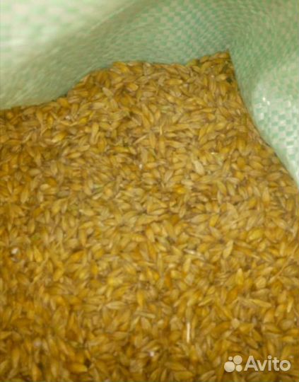 Продажа зерна