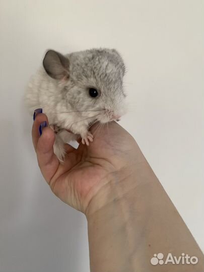 Шиншилла белая