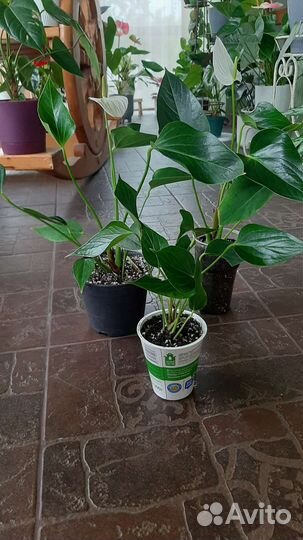 Антуриумы разных сортов