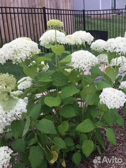 Гортензия Анабель 2 х лет