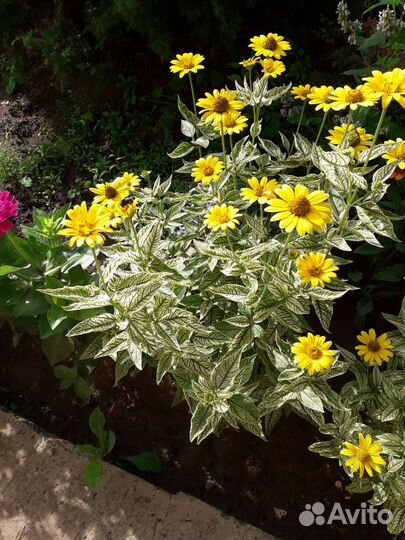 Гелиопсис пестролистный