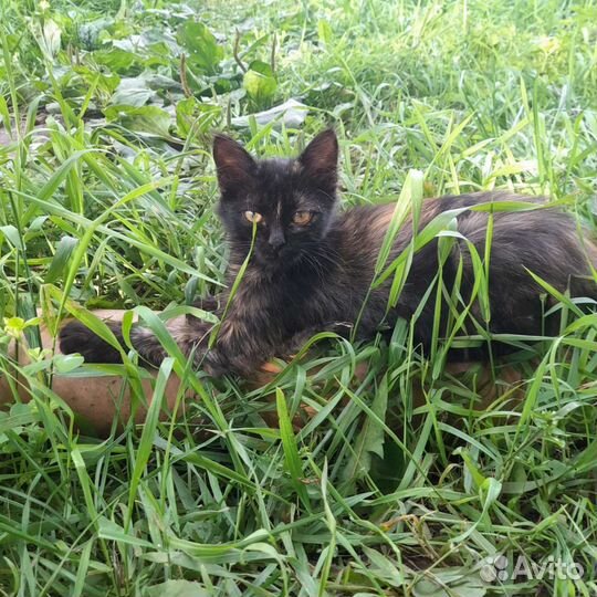 Кошки бесплатно