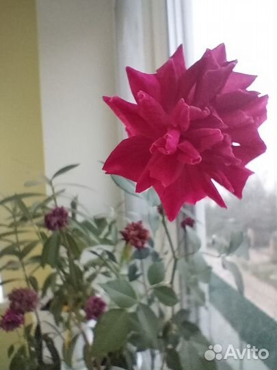 Роза комнатная Бенгальская.Только малиновый цвет