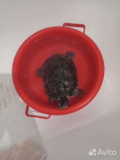 Черёха Красноухая