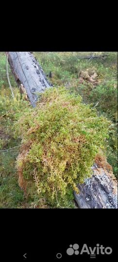 Мох сфагнум сухой