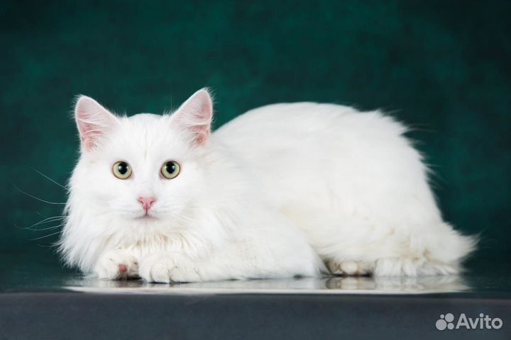 Белоснежный котенок Сахарок ищет дом