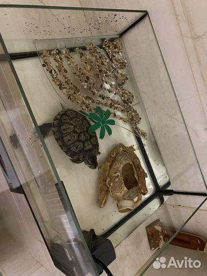 Черепаха аквариум