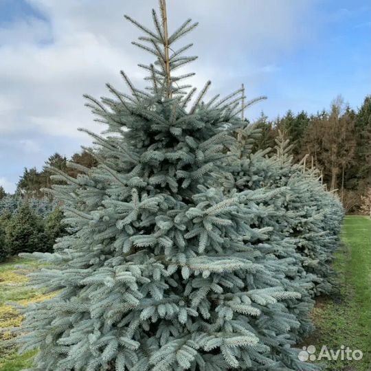 Ель голубая глаука