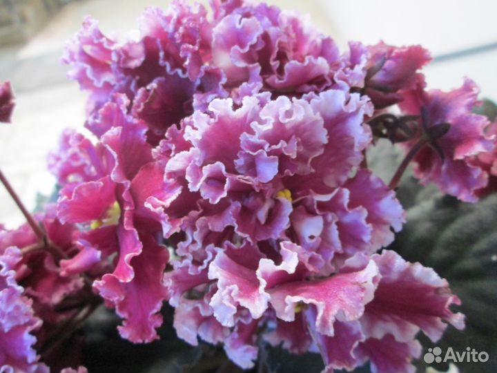 Фиалки детки, стартеры