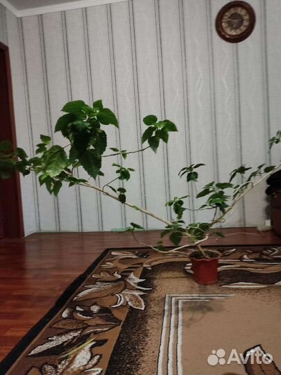 Гибискус китайская роза