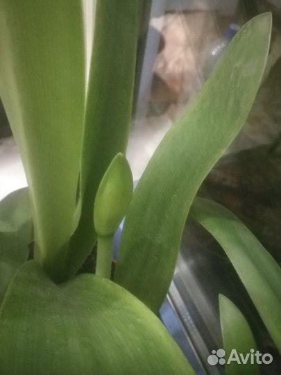 Гиппеаструм амариллис луковицы