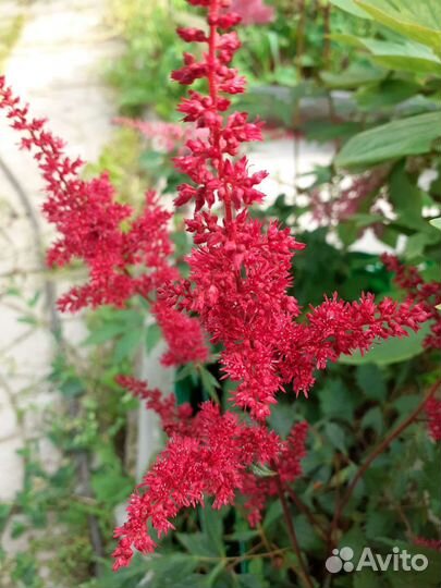 Астильба серебристо-розовая махровая