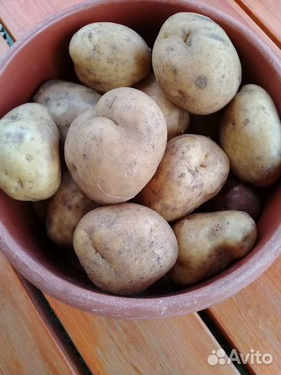 Продам картофель
