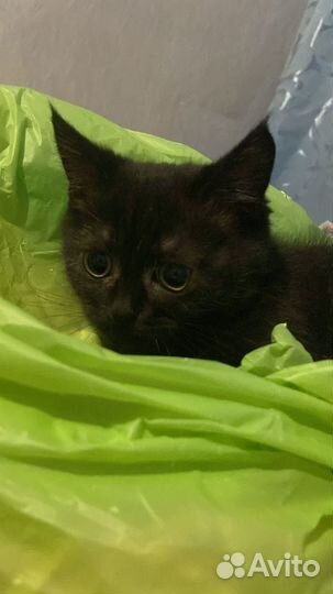 Скоттиш страйт