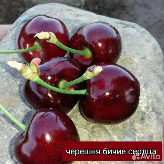 Саженцы черешни