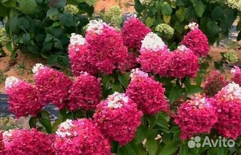 Черенки Гортензия Стравберри Блоссом