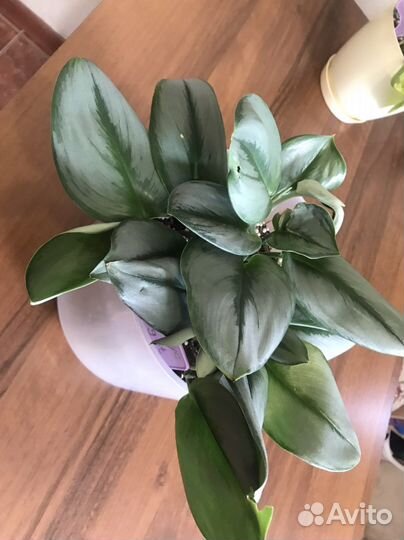 Сциндапсус мунлайт