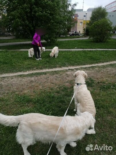 Услуги кинолога