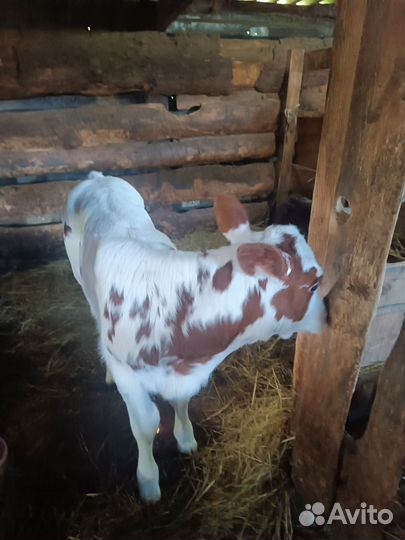 Тëлочка 20 суток